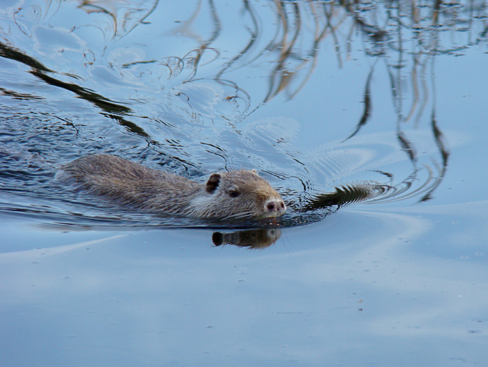 Nutria